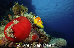 Red anemone with anemonefish. Nikon D80, 10-20mm sigma. by Dray Van Beeck 